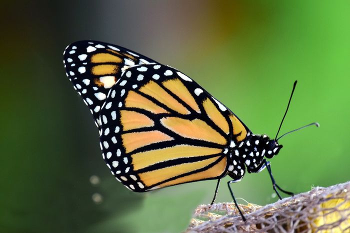 A monarch butterfly in its natural habitat.