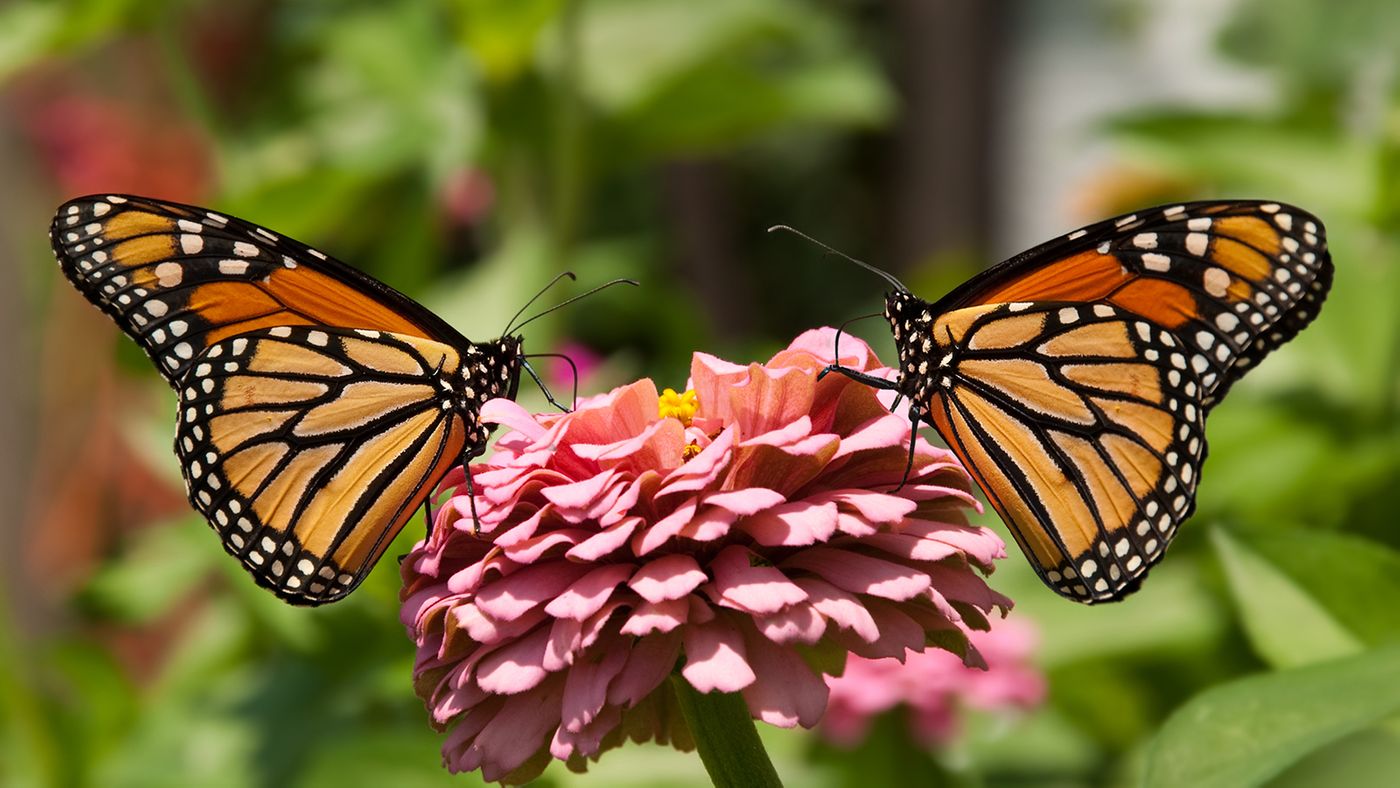 Butterflies are beautiful creatures, although the UK reports that they're experiencing a butterfly shortage.