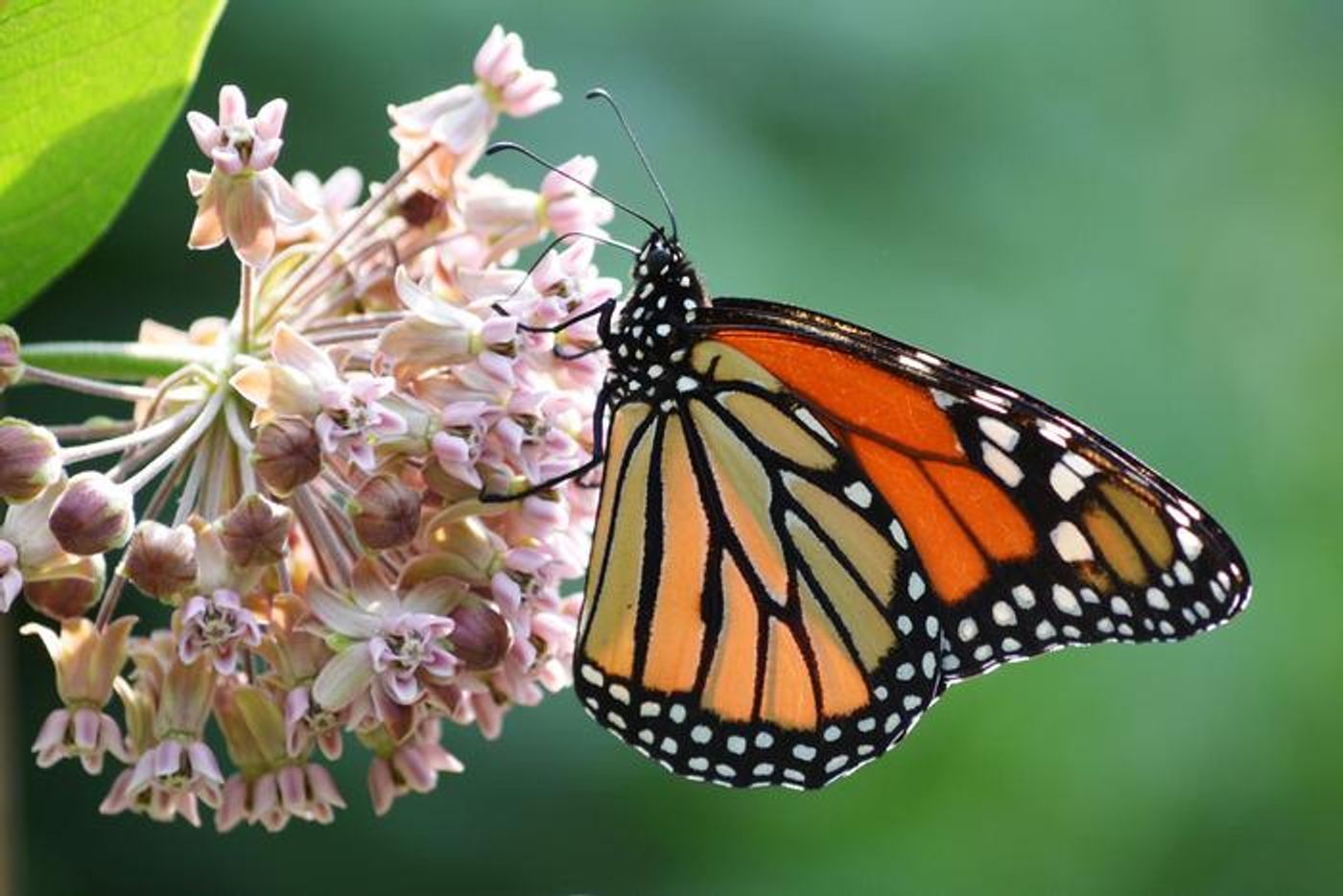 Monarch butterfly on a milkweed flower. /  Credit: Mark and Michelle Rogovin