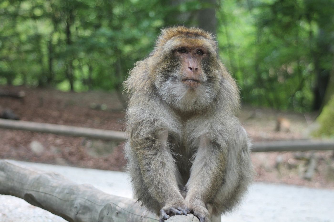 Can rhesus monkeys see faces on inanimate objects? Science says yes.