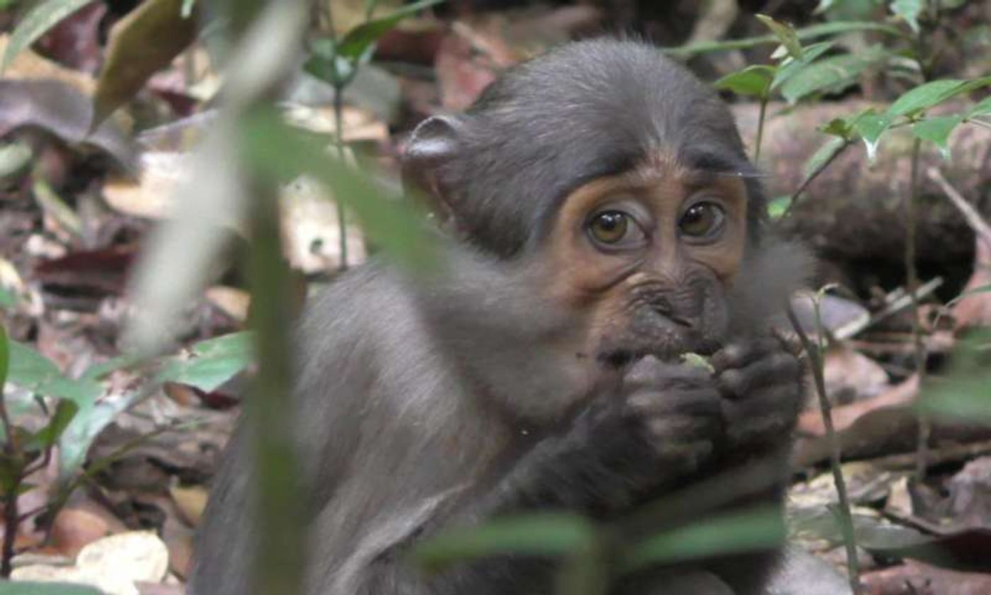 A wild mangabey monkey feasts on some nut remnants.