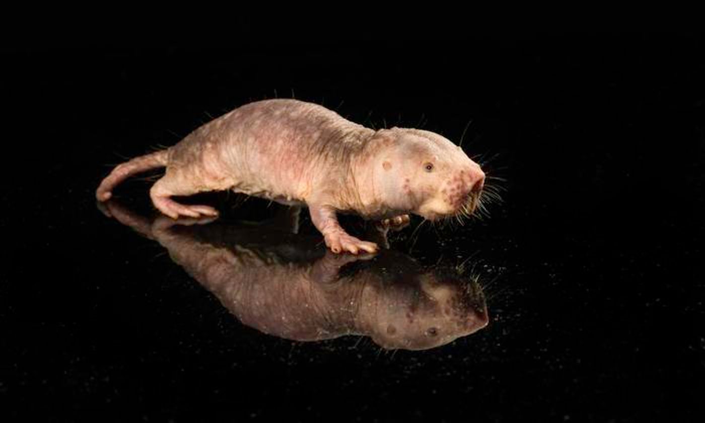 University of Rochester researchers successfully transferred a longevity gene from naked mole rats to mice / Image credit: University of Rochester photo / J. Adam Fenster