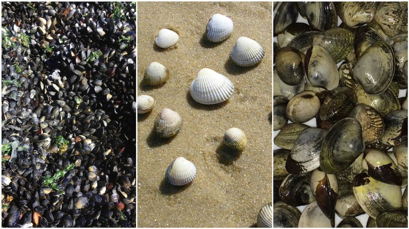 Left to right: 1. Mussels (Mytilus trossulus) at Copper Beach in West Vancouver, Canada 2. Cockles (Cerastoderma edule) collected in the ria of Arousa in Galicia, Spain 3. Golden carpet shell clams (Polititapes aureus) collected in the ria of Arousa in Galicia, Spain