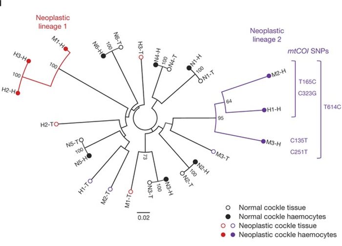 A phylogenetic tree from the Nature paper showing neoplastic genotypes did not group with host tissue genotypes, consistent with transmissible cancer, instead clustering into two distinct branches, suggesting two independent cancer lineages
