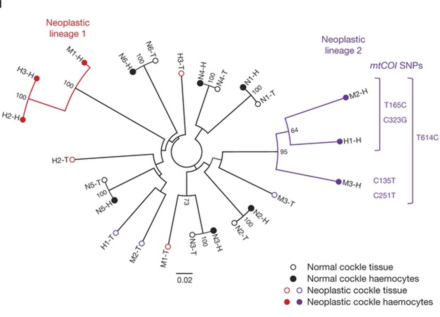 A phylogenetic tree from the Nature paper showing neoplastic genotypes did not group with host tissue genotypes, consistent with transmissible cancer, instead clustering into two distinct branches, suggesting two independent cancer lineages