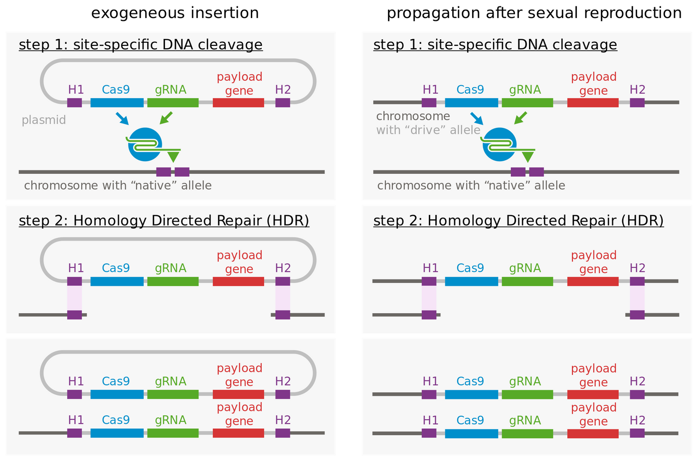 The molecular mechanism of gene drive. Image: Wikipedia