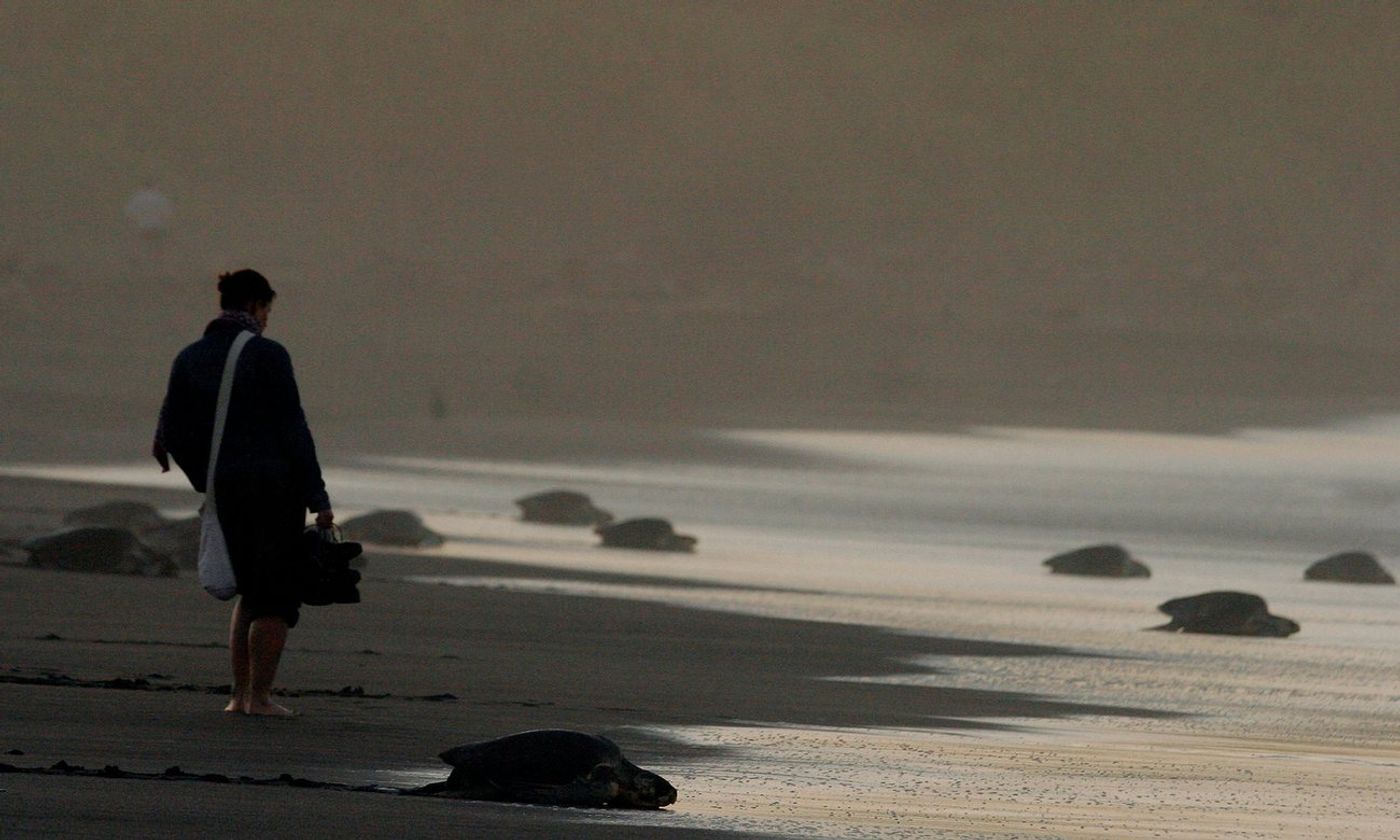 Conservationist on a beach with leatherback turtles