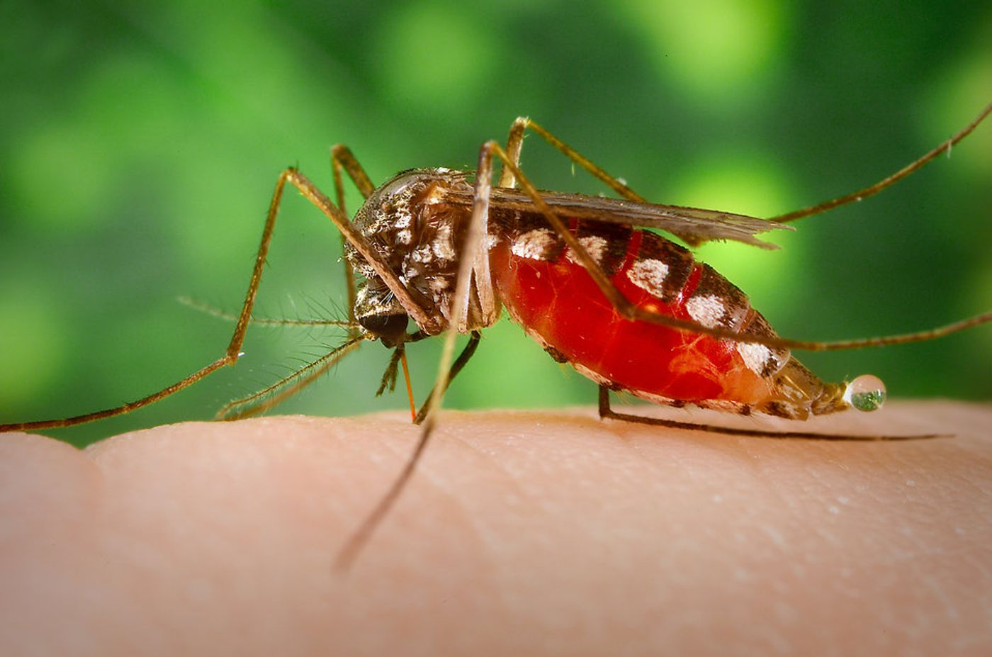 Mosquitos carry proteins in their saliva that break up blood clots. / Image credit: Freestockphotos