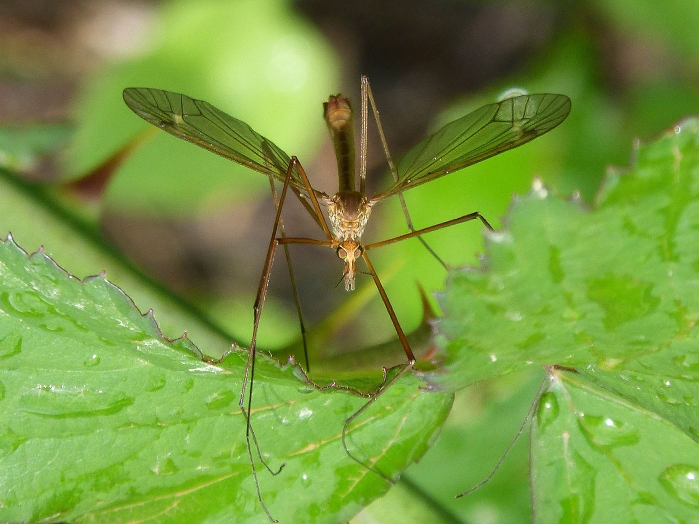 Mosquitoes fly in a very odd way that scientists have never seen in any animal before.