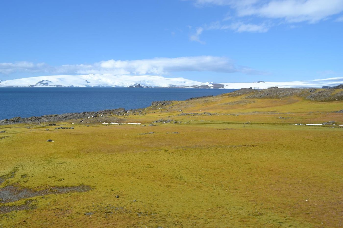 This photograph shows Green Island moss bank with icebergs in background. / Credit: Matt Amesbury