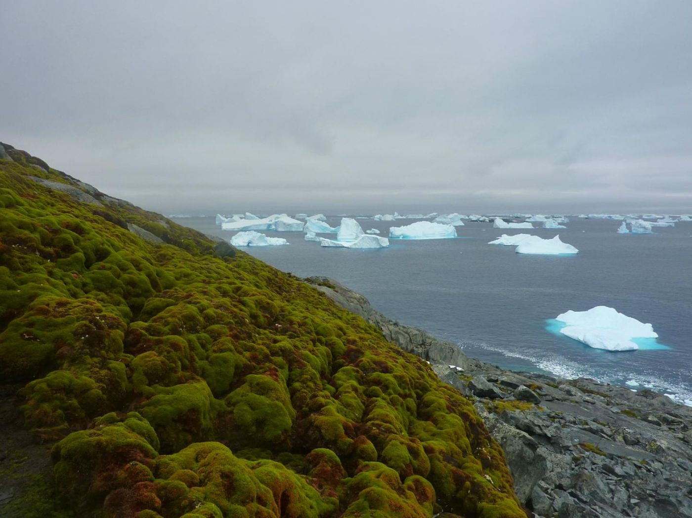 This photograph shows a close-up of the hummocky terrain of a moss bank surface, Green Island. / Credit: Matt Amesbury