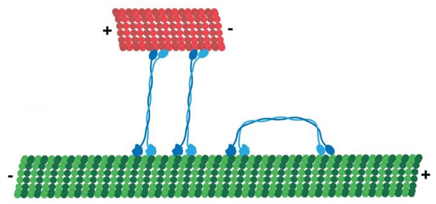 The motor protein KlpA moves in one direction on a single cytoskeleton track and switches to the opposite direction between a pair of cytoskeleton tracks. / Credit: Illustration by Kuo-Fu Tseng, courtesy of Oregon State University