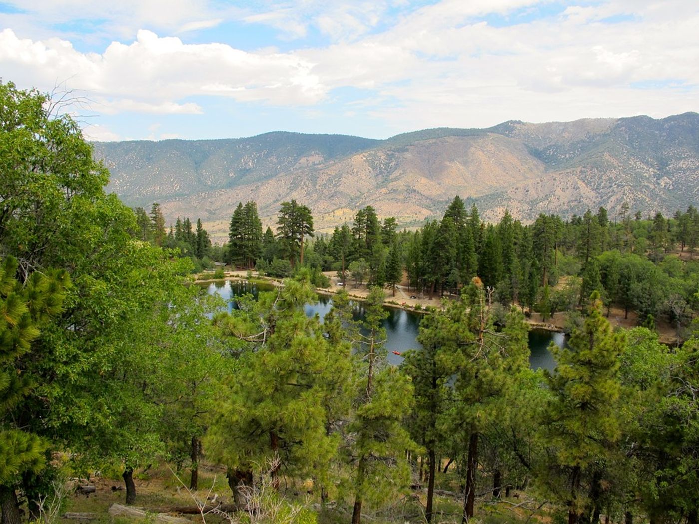 Key iconic species of the southwestern forests like the Ponderosa Pine are under threat from changing rainfall. Photo: Pixabay