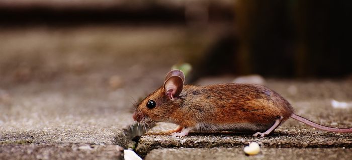 The house mouse reportedly came about after humans started to settle in homes and store their food inside of them.