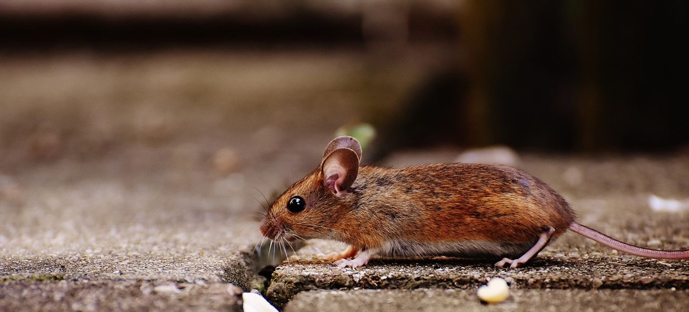 The house mouse reportedly came about after humans started to settle in homes and store their food inside of them.