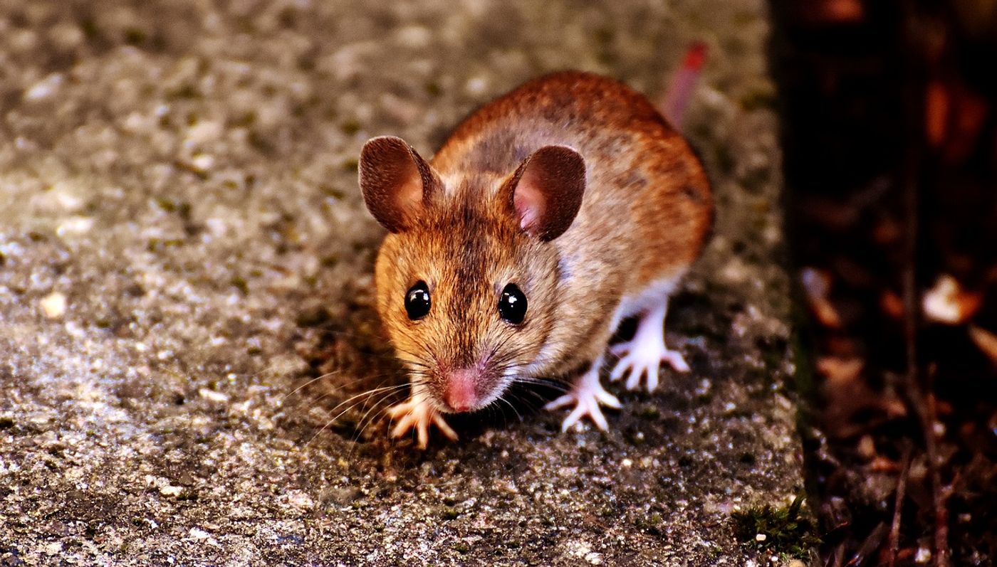 Male mice can be territorial, but certain aspects have an impact on these mechanisms, researchers found.