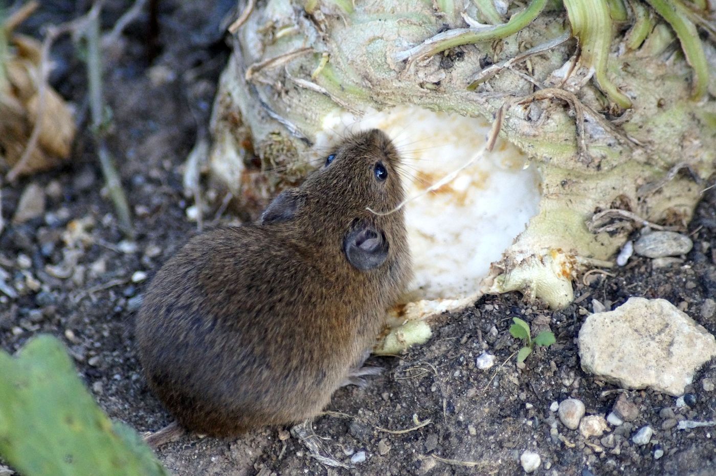 Mice that have it harder while growing up fare better later in life, study reveals.