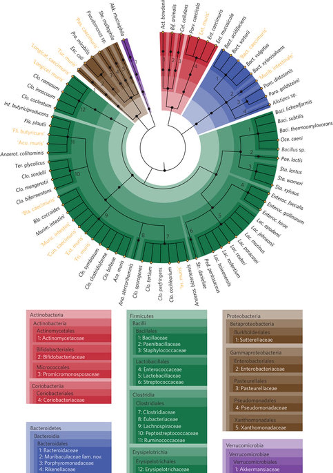 The cladogram illustrates the taxonomic classification of all 76 species in miBC down to the family level. The cladogram is colour-coded according to phyla, as shown in the boxes. Novel taxa described in the present study with their candidate names appear in gold. Species for which draft genomes were generated are indicated with diamonds before species names. / Credit: Nature Microbiology Lagkouvardos et al