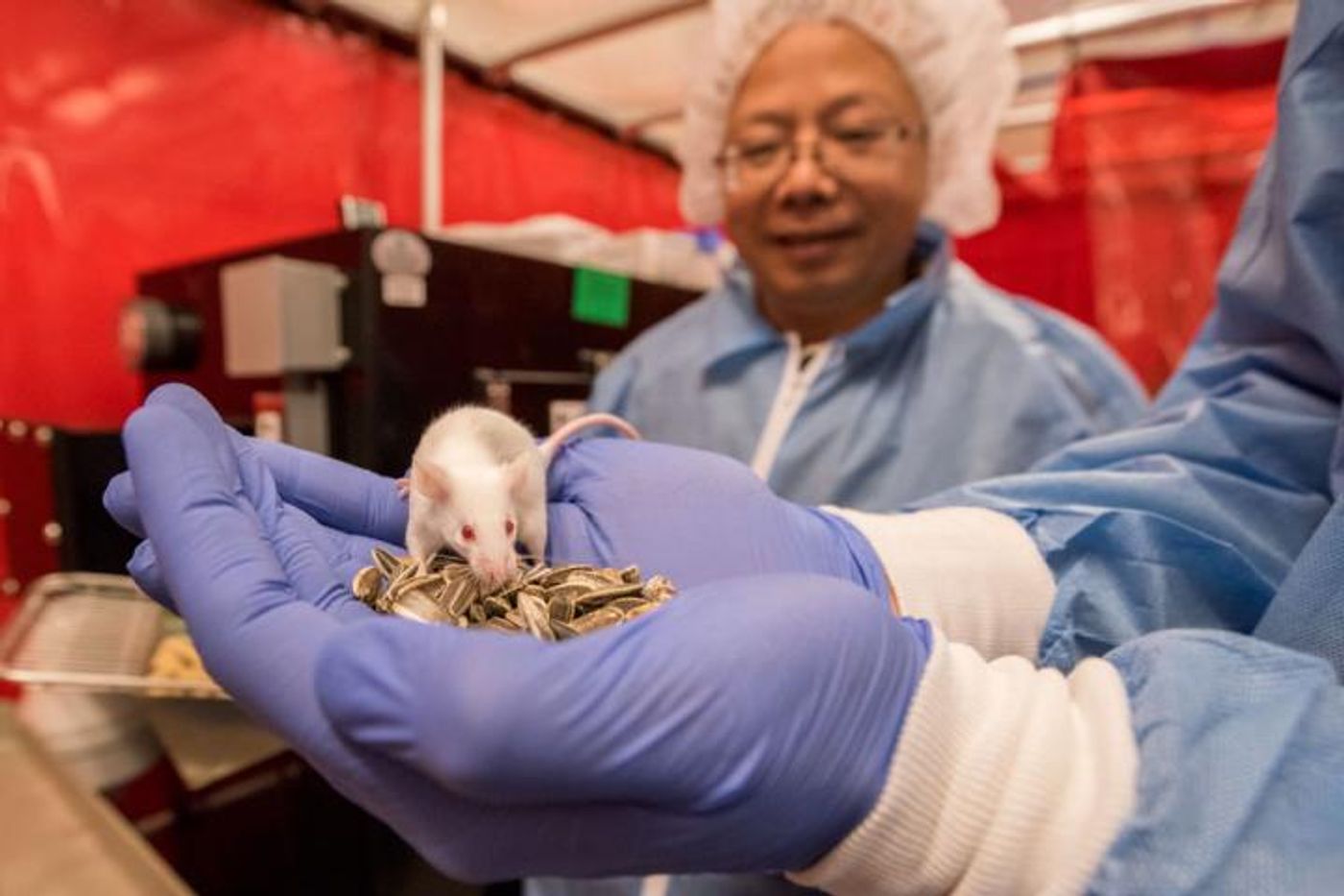 Berkeley Lab staff scientist Jian-Hua Mao looks on as research scientist Antoine Snijders handles one of the mice used in the study . / Credit: Credit: Marilyn Chung/Berkeley Lab