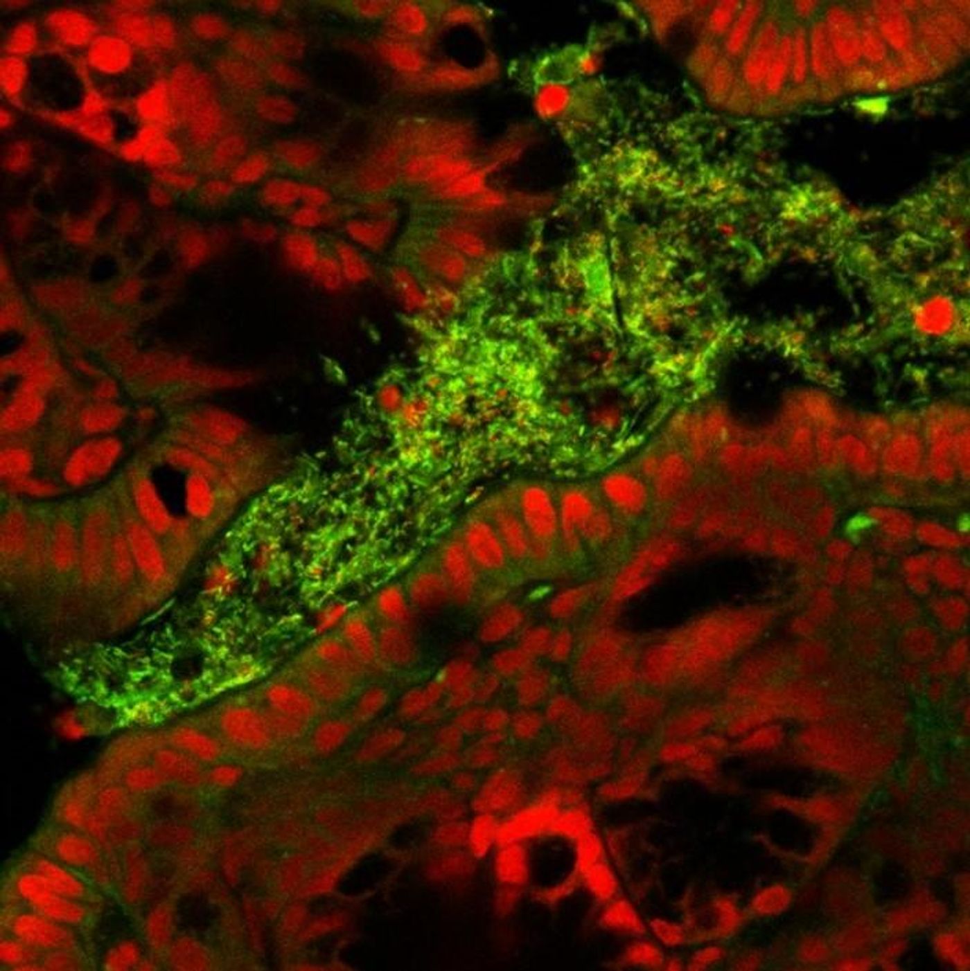 The nuclei of mouse epithelial cells (red) and the microbes (green) in the mouse intestine are visible./ Credit: Photo courtesy of PNNL