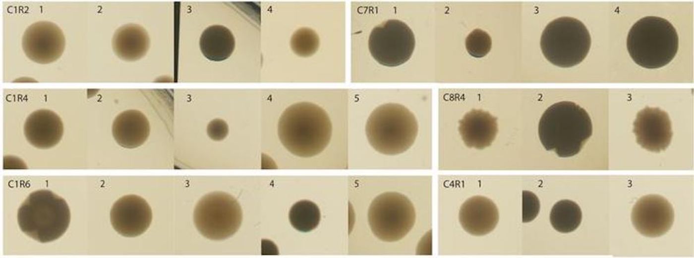 Images of 24 bacterial colonies from the studied microbial communities. / Credit: Djordje Bajic