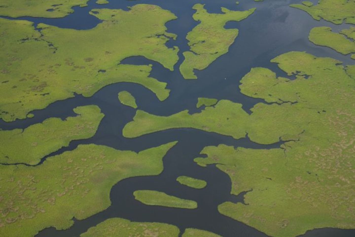 An aerial view of the Mississippi River Delta. Photo: mississippiriverdelta.org