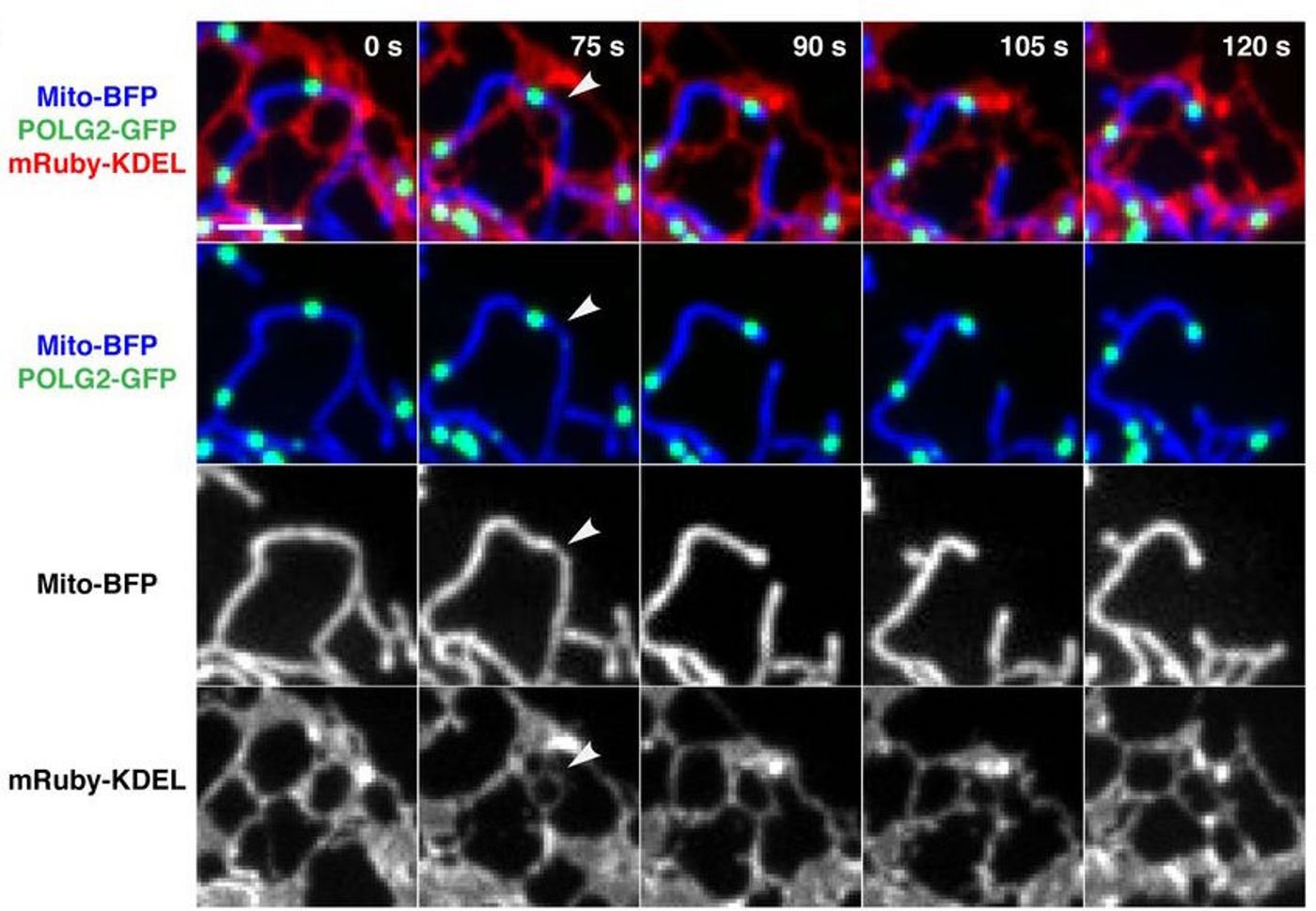 Replicating nucleoids mark sites of ER-mediated division. Representative time-lapse images of a U2OS cell expressing mito-BFP, mRuby-KDEL (ER), and POLG2-GFP, demonstrating mitochondrial division at a mitochondrial-ER contact site spatially linked to POLG2-labeled nucleoid (arrowheads indicate division site). / Credit: Science, Lewis et al