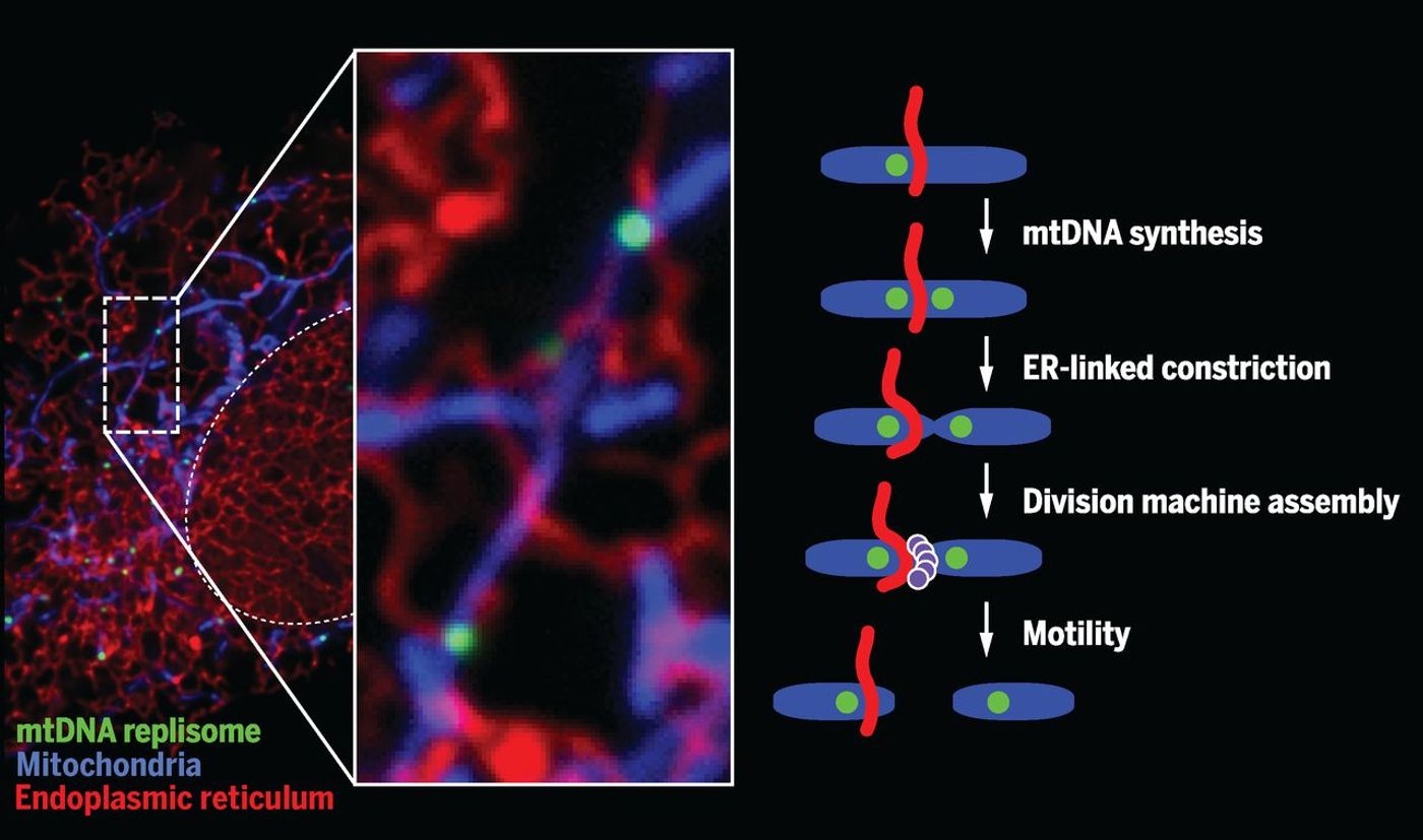 ER-mitochondria contacts coordinate mtDNA replication with mitochondrial division. In human cells, a subset of ER-mitochondria contacts are spatially linked to mitochondrial nucleoids engaged in replication and are destined for mitochondrial division./ Credit: Science, Lewis et al 