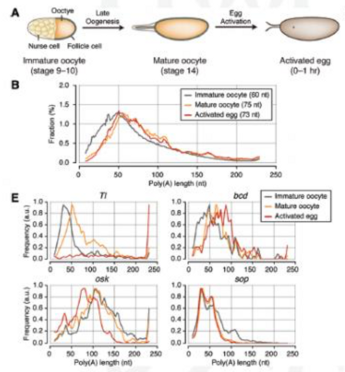 (A) Schematic illustration of late oogenesis and egg activation. Global poly(A) tail lengths are addressed at three different stages: immature oocyte, mature oocyte, and activated egg.  (B) Global distributions of poly(A) tails at three stages. The median poly(A) tail lengths is 60 nt in immature oocytes, 75 nt in mature oocytes, and 73 nt in activated eggs. (E) Examples of individual genes. mTAIL-seq tags were plotted in 3-nt-wide bins and then smoothened with a Hanning window (width = 5). The frequency along the Y-axis was normalized by the maximum value at each stage. / Credit: IBS