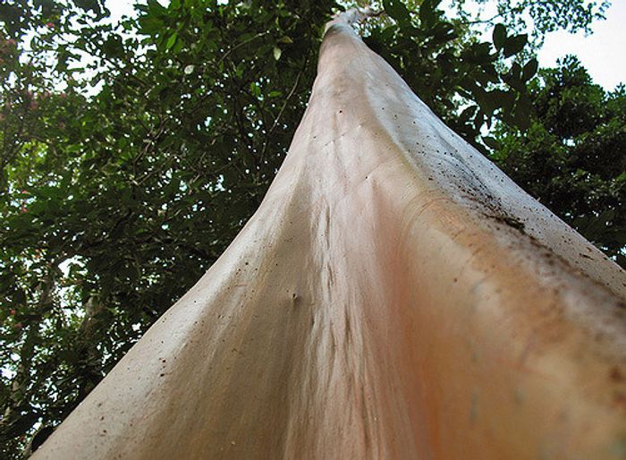 The mulateiro tree