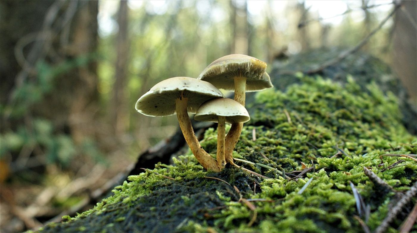 Plants live in symbiosis with fungi called arbuscular mycorrhizas. Photo: Pixabay