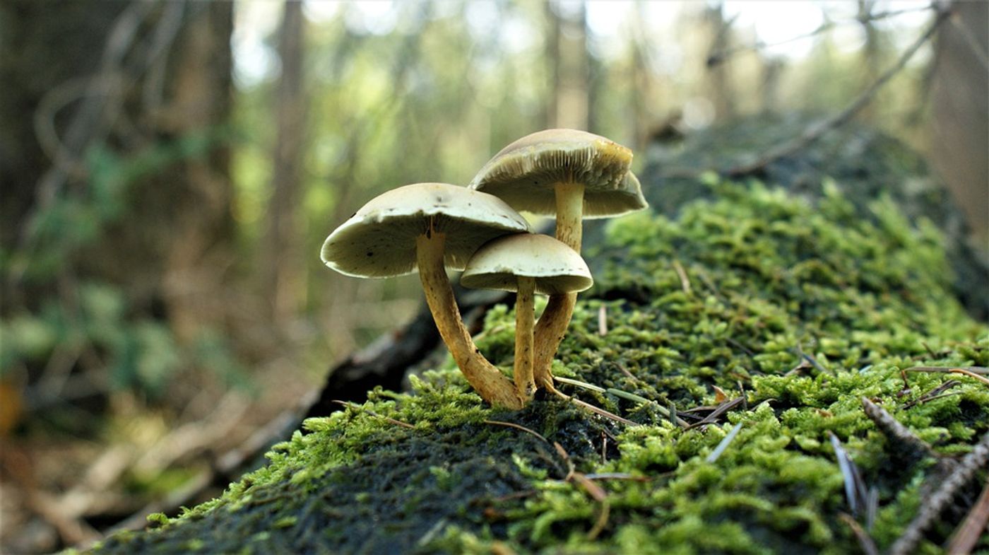 Plants live in symbiosis with fungi called arbuscular mycorrhizas. Photo: Pixabay