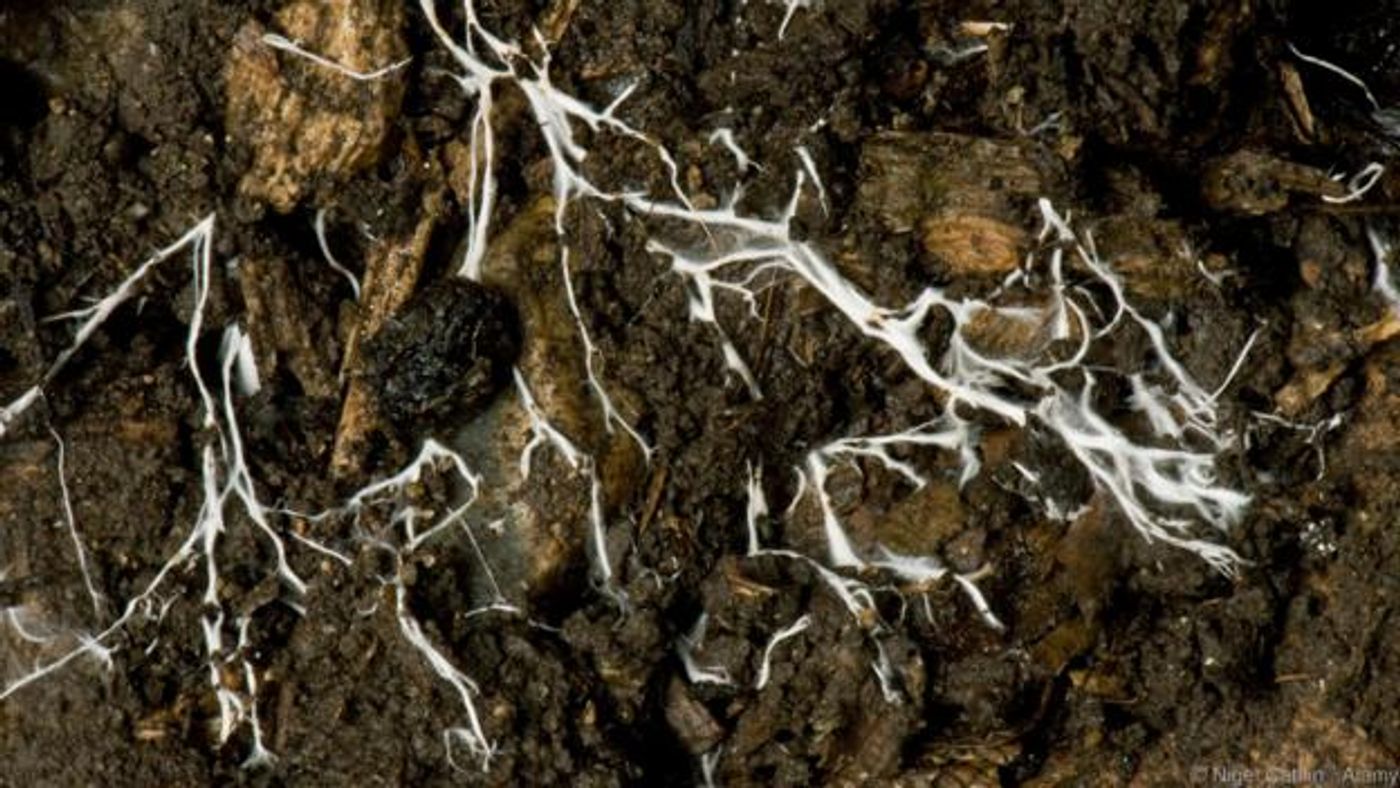 The mycelium of a fungus spreading through soil (Credit: Nigel Cattlin / Alamy)
