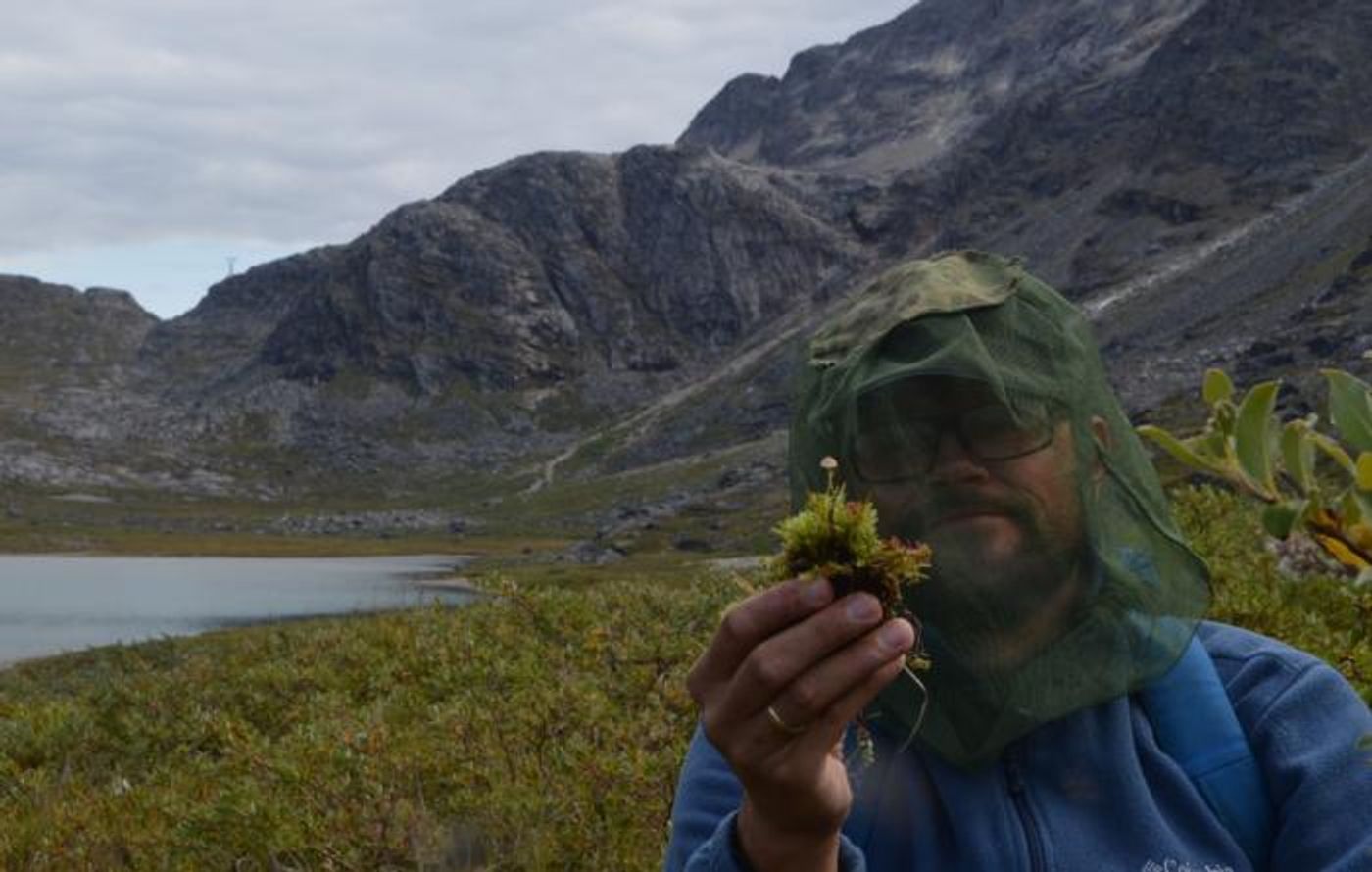 The researcher and Mycena in the field. Credit: Christoffer Bugge Harder