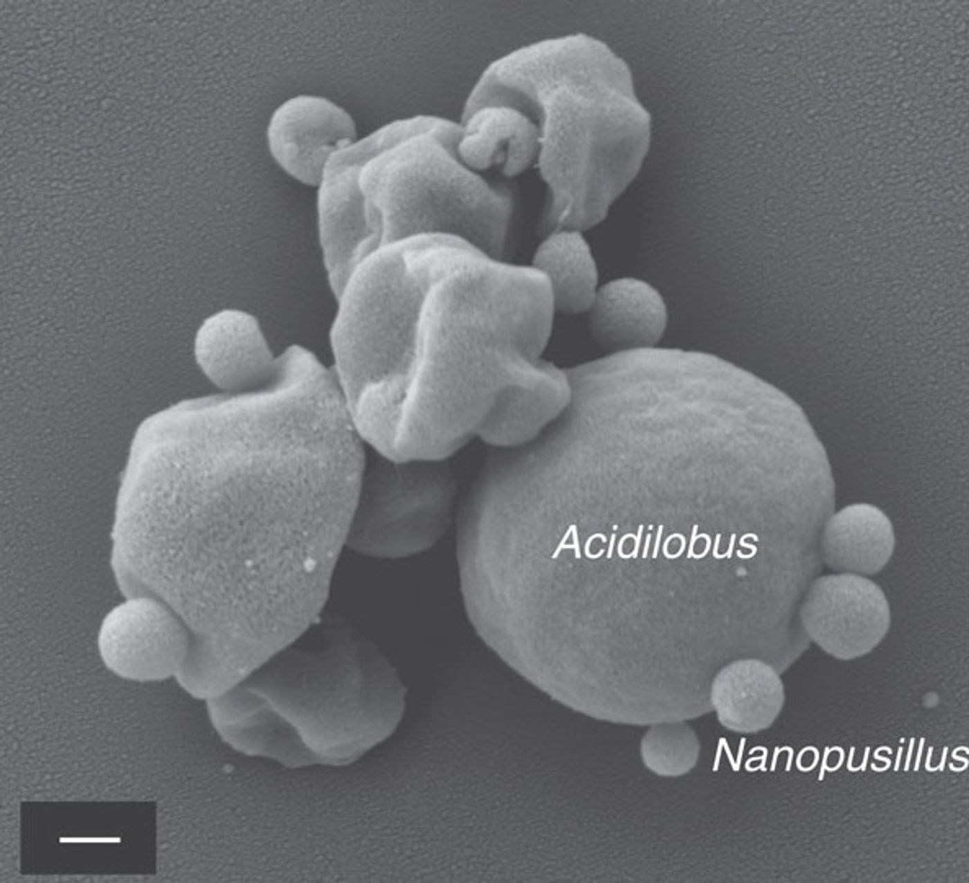 Scanning electron micrographs of N. acidilobi on Acidilobus sp. 7A cells in co-culture. Credit: Nature Communications/Wurch et al