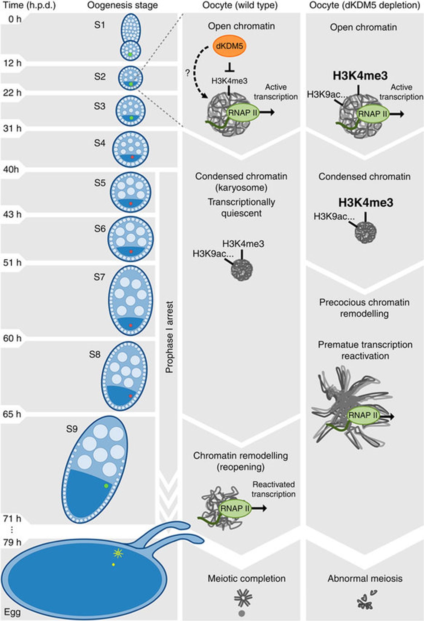 From the researchers: Proposed model for the epigenetic regulation of prophase I chromosome activity. The histone demethylase dKDM5 programs the oocyte chromatin state during early oogenesis, through its actions on H3K4me3 and other epigenetic modifications such as H3K9ac. Once programmed, the dKDM5-dependent oocyte epigenome temporally controls, several hours afterwards in late prophase I, the onset of transcription and meiotic chromosome remodeling. Ultimately, the germ line-specific activity of dKDM5 is required for successful completion of meiosis and female fertility. Development time in relation to the start of oogenesis is expressed in hours post-germ line stem cell division (h.p.d.). / Credit Nature Communications Navarro-Costa et al