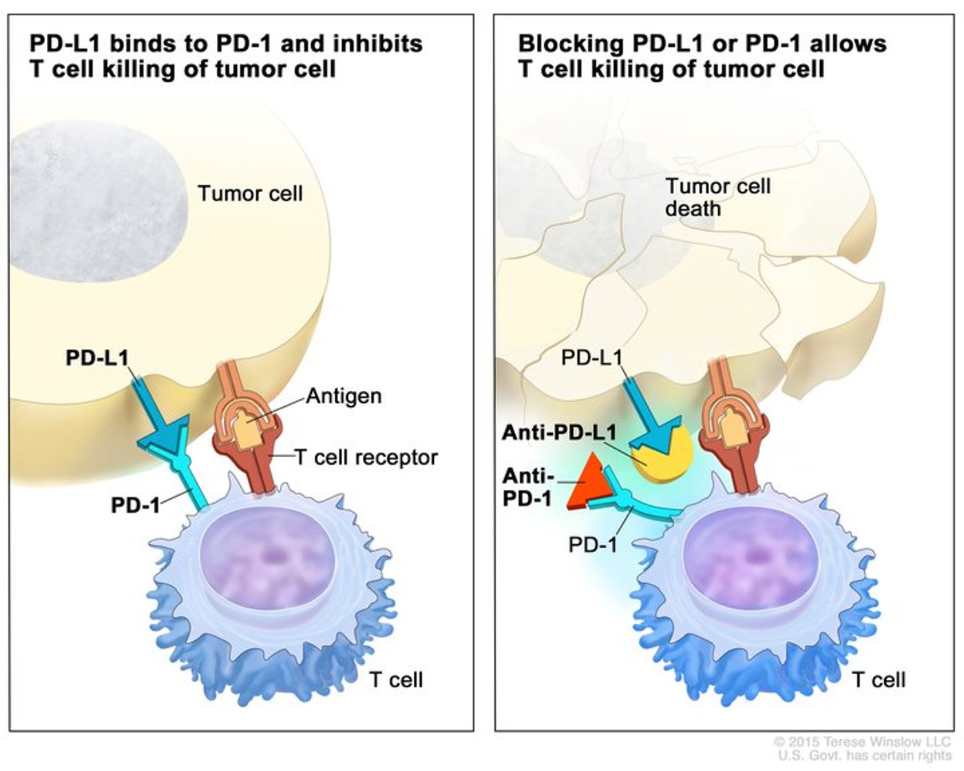 Source: National Cancer Institute