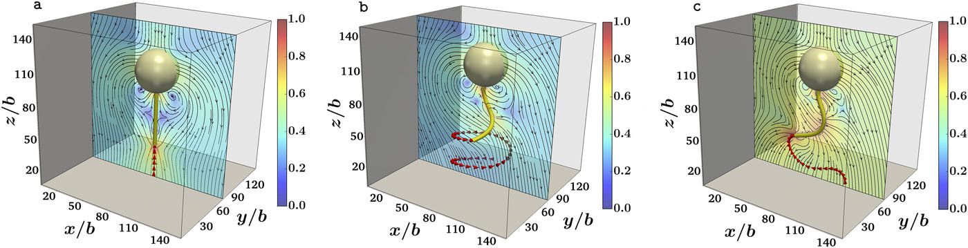 Dynamical states of the filament-colloid assembly with varying activity A showing the linear state at A=10 in panel (a), the helical state with A = 40 in panel (b), and the planar state at A = 80 in panel (c). / Credit: Manna et al JCP 2017