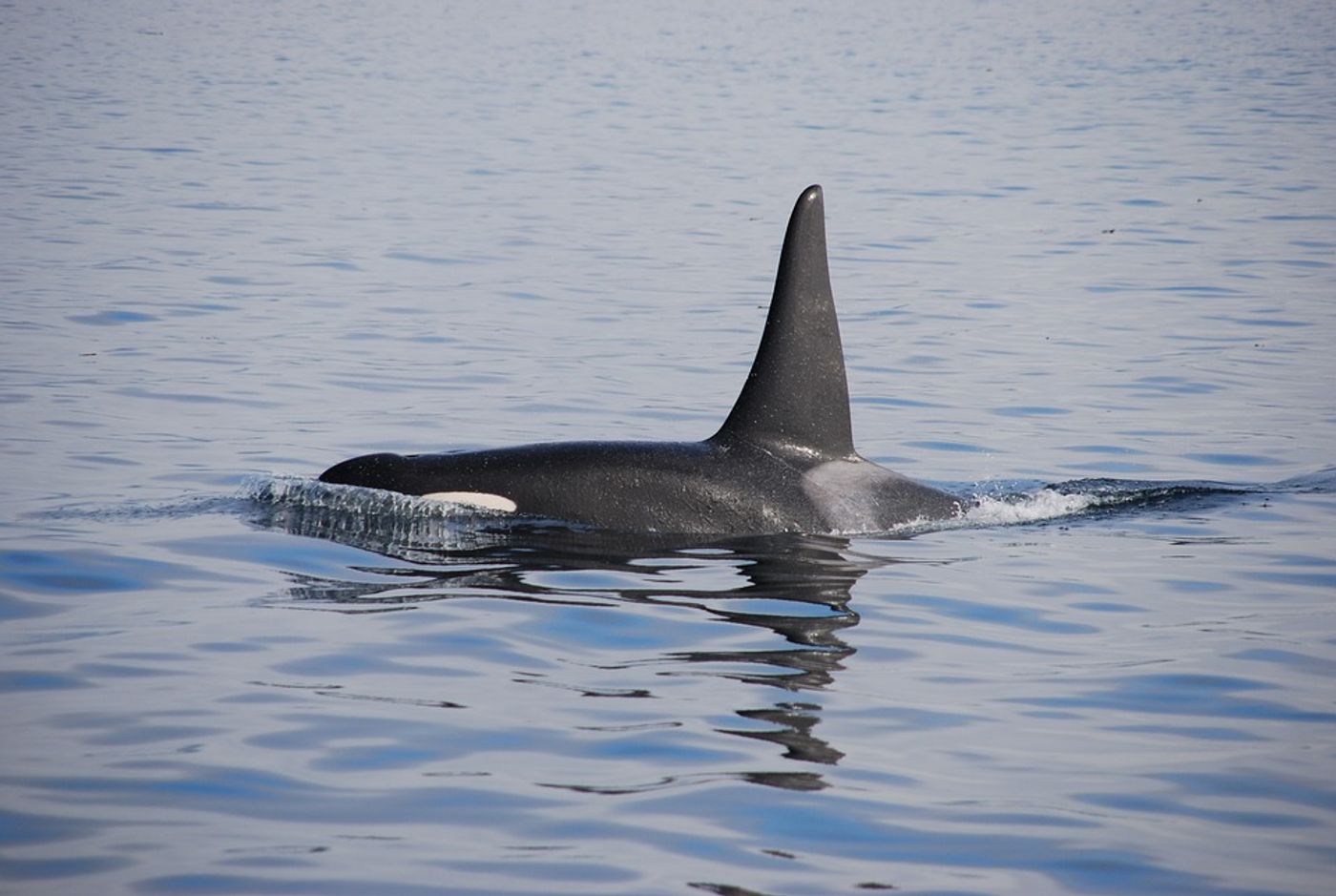 Researchers are learning more about how killer whales and other marine animals hunt.