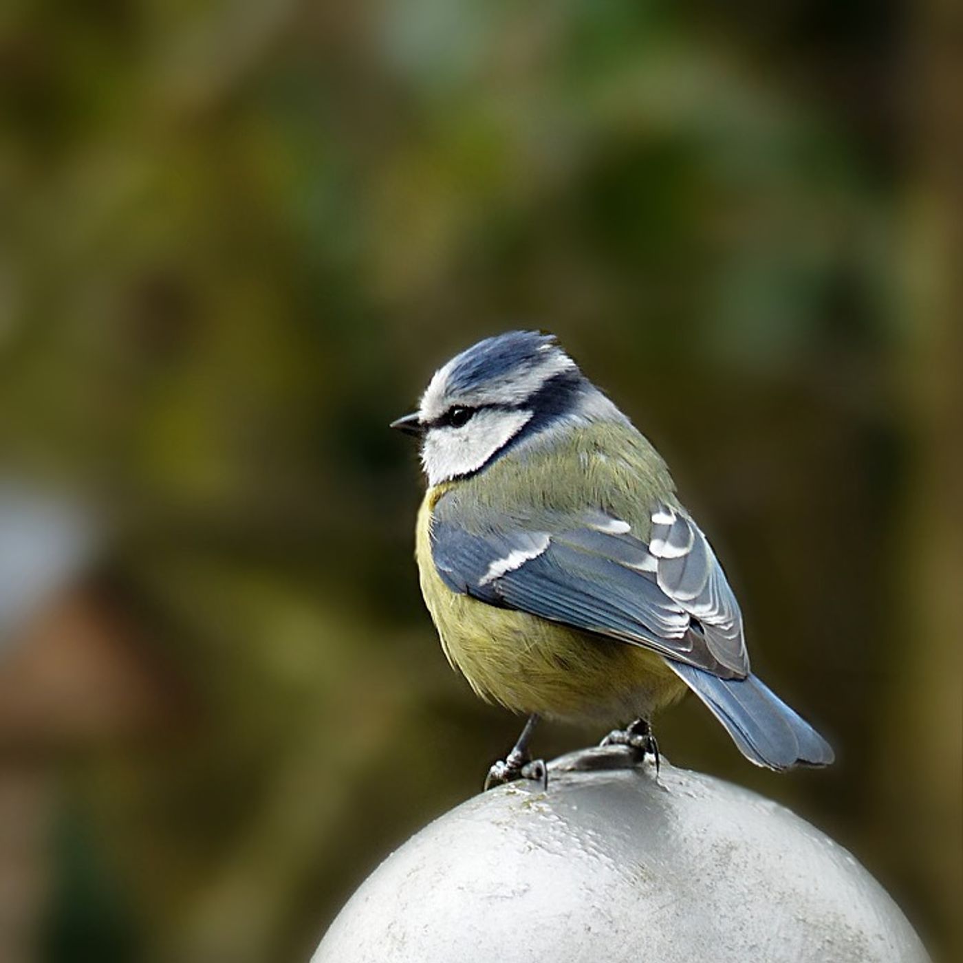 A blue tit.