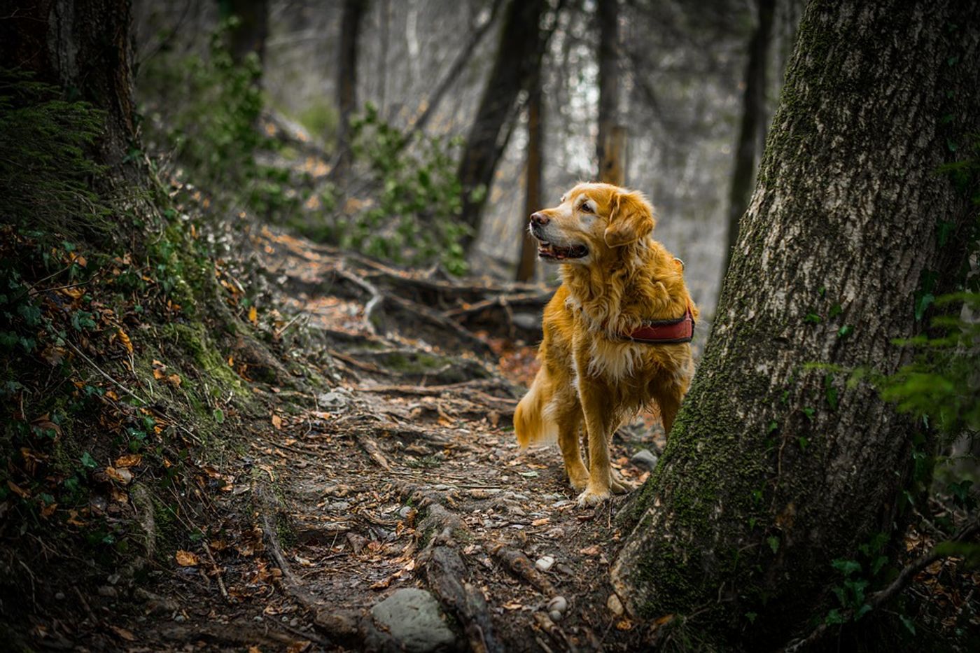 A dog allowed to roam the wilderness freely can be bad for animals that live there.