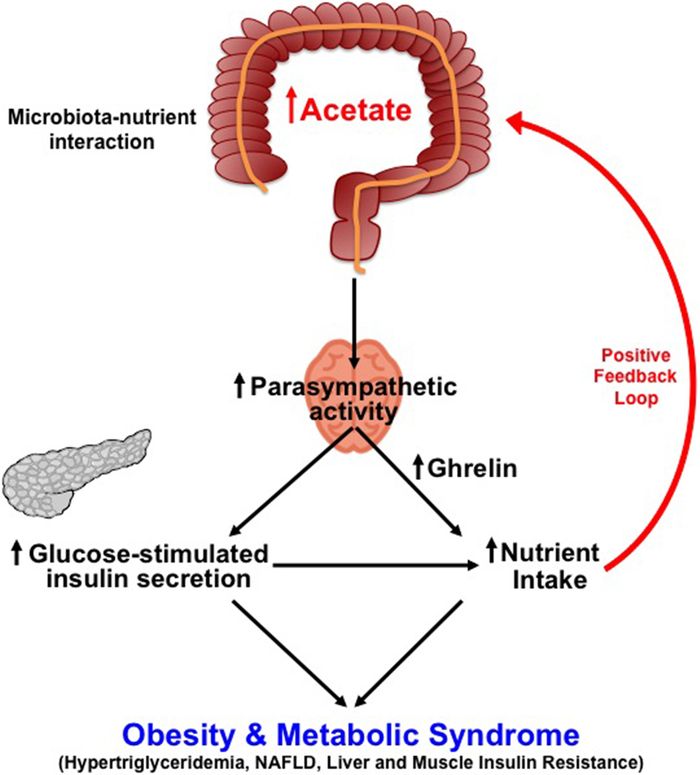 The proposed mechanism by which interaction between diet and microbiota drives obesity and metabolic syndrome.