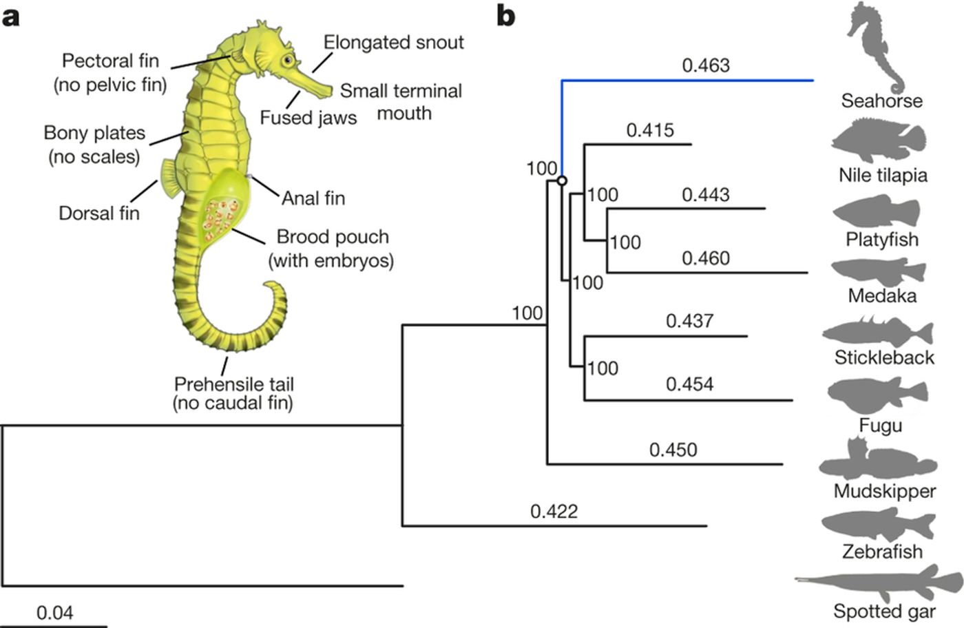 a, Schematic diagram of a pregnant male seahorse. b, The phylogenetic tree generated using protein sequences. The values on the branches are the distances (number of substitutions per site) between each of the teleost fishes and the spotted gar. Spotted gar, Lepisosteus oculatus; zebrafish, Danio rerio. (doi:10.1038/nature20595)