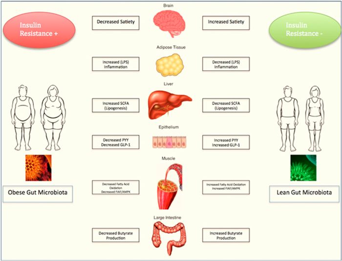 Gut microbiota and how it influences obesity.