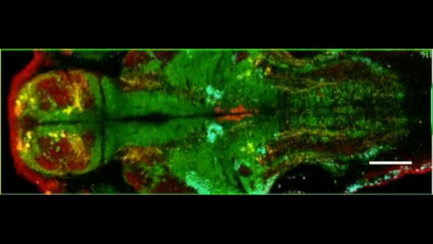 MultiMAP revealed the types of neurons supporting alertness in transparent larval zebrafish. Multiple types of neurons communicate by secreting the same major chemical messengers: serotonin (red), dopamine and norepinephrine (yellow) and acetylcholine (cyan)./ Credit: Karl Deisseroth, M.D., Ph.D., Stanford University