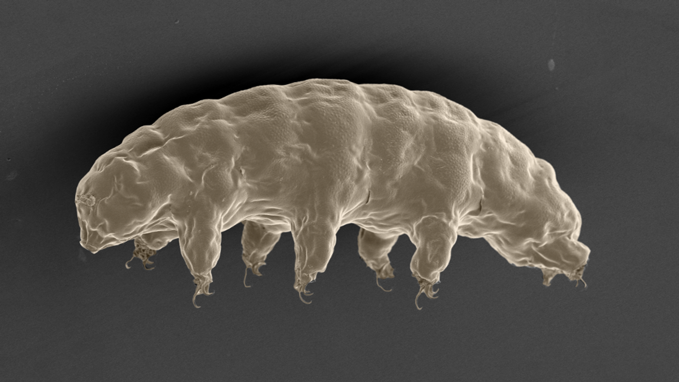 A scanning electron microscope image of a tardigrade, also known as a "sea bear."