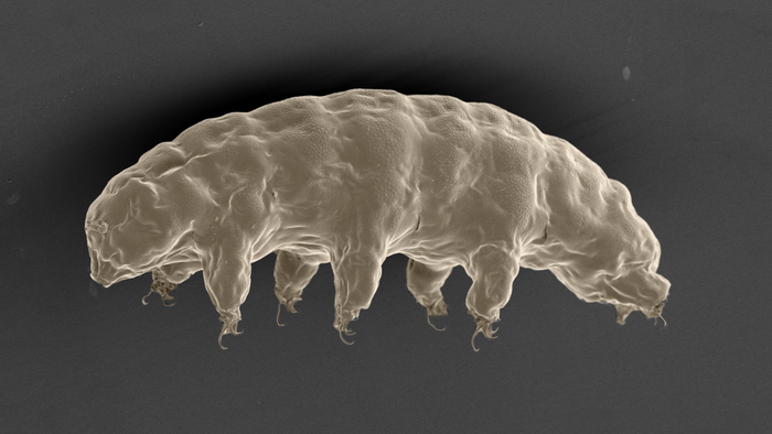 A scanning electron microscope image of a tardigrade, also known as a "sea bear."