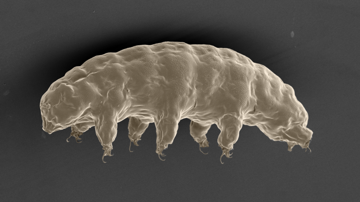 Tardigrades, also known as 'water bears,' are the "toughest" creatures on Earth, and now we might finally know why.