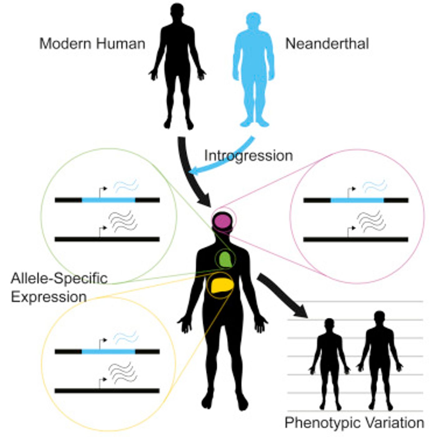 The graphical abstract from the work / Credit: Cell McCoy et al 2017