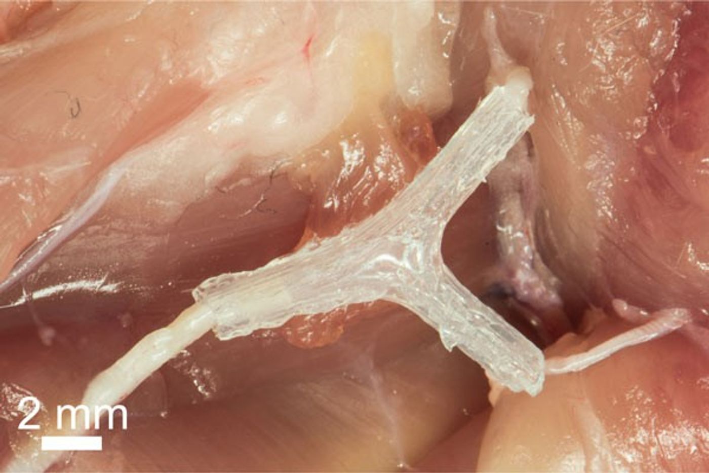 A nerve scaffold made with a 3D printer